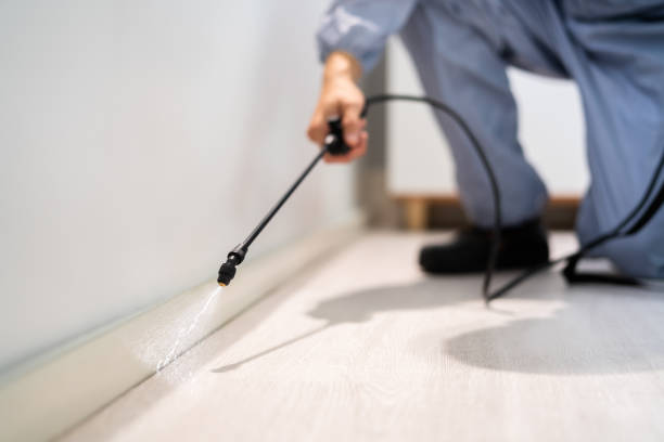 Professional exterminator conducting IPM assessment in Darmstadt