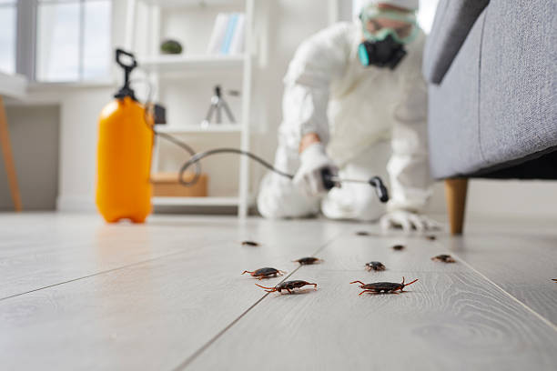 Commercial Rodent Management in Darmstadt